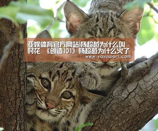 亚娱体育体育